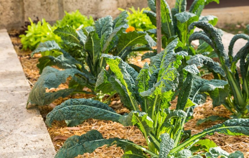 Companion Planting for Protection and Yield