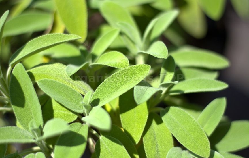 Spicy herbs and greens that can be sown before winter Spicy herbs and greens that can be sown before winter