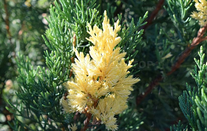 Juniper planting ideas: 9 stylish combinations Juniper planting ideas: 9 stylish combinations