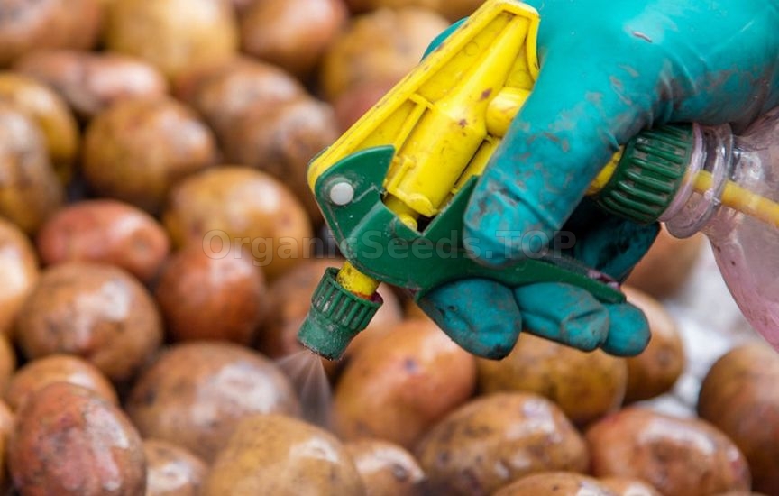 How to store potatoes to prevent sprouting