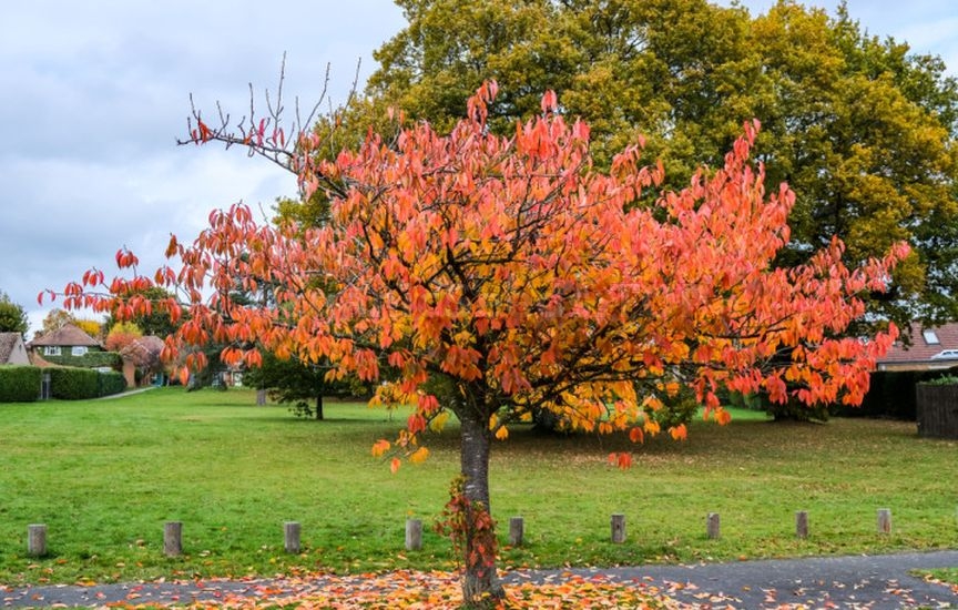 «Kings of Autumn»: 10 Shrubs That Shine at Season’s End