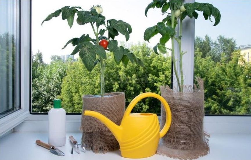Growing potted tomatoes year-round – a real strategy
