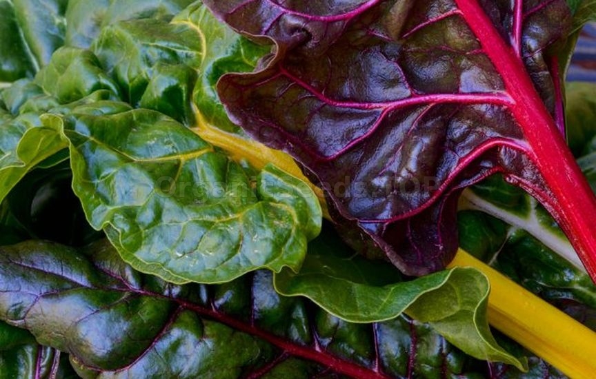 How to grow greens on a Windowsill in winter