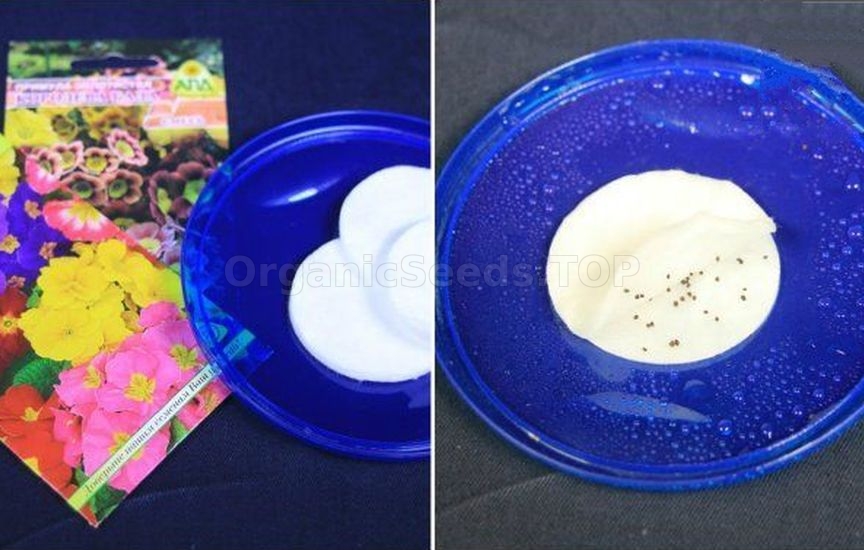 3 best ways to stratify seeds