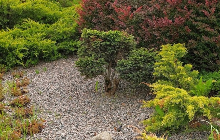 Juniper planting ideas: 9 stylish combinations Juniper planting ideas: 9 stylish combinations