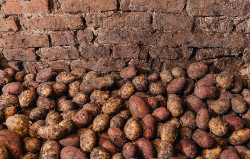 How to store potatoes to prevent sprouting