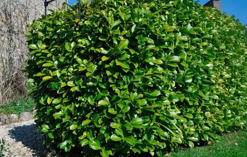 Cherry laurel - methods of reproduction and care