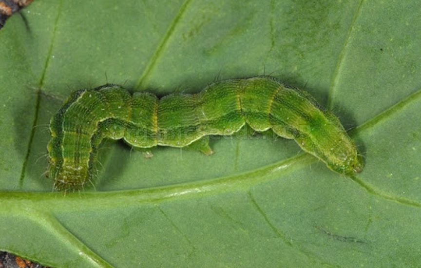 Cotton bollworm - «Heliothis armigera»