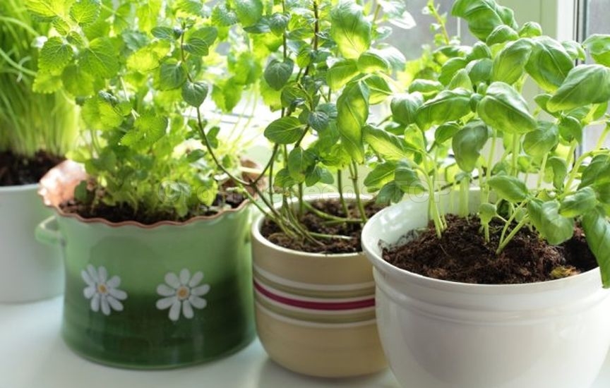 How to grow greens on a Windowsill in winter