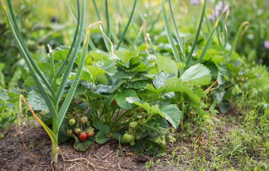 Companion Planting for Protection and Yield