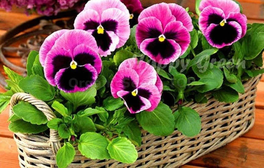 Charming violas