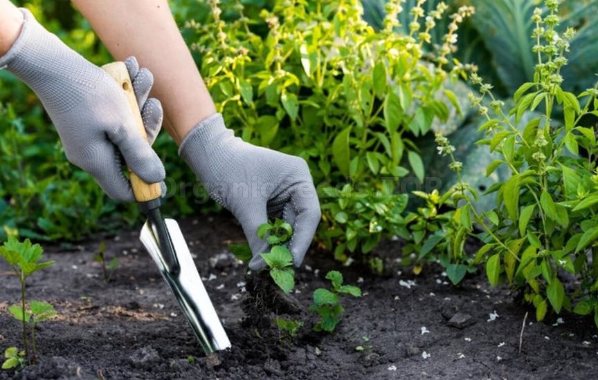 5 rules of weeding – to make the result last longer