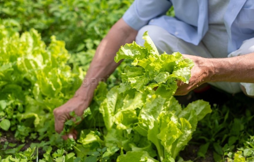 What to sow and plant in June to harvest before autumn What to sow and plant in June to harvest before autumn