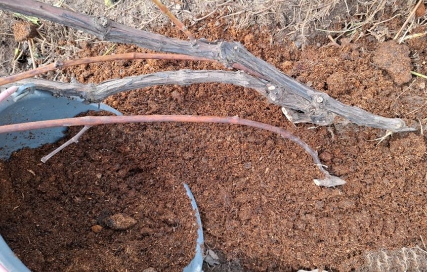 Grape sheltering: tips from an experienced gardener