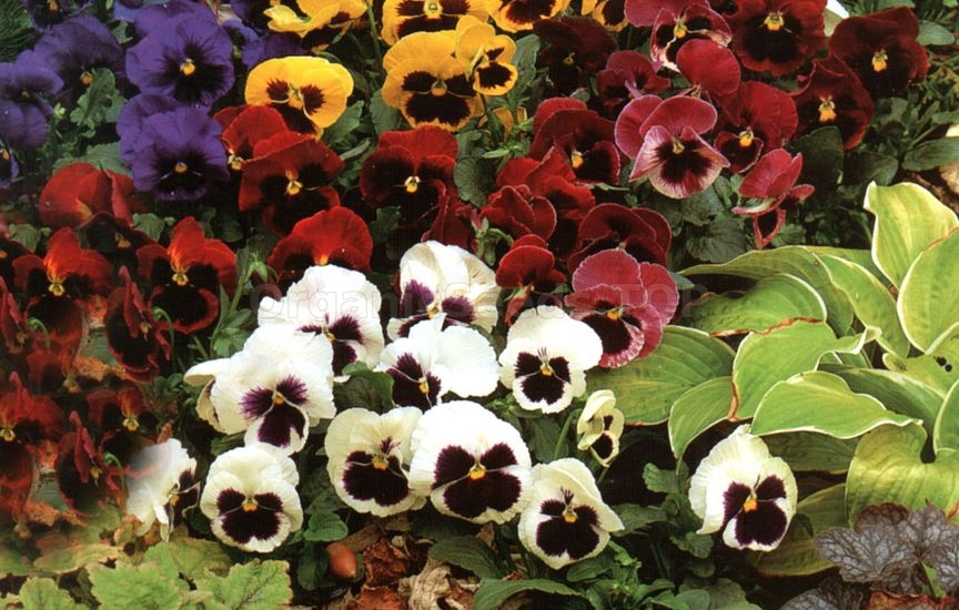 Charming violas