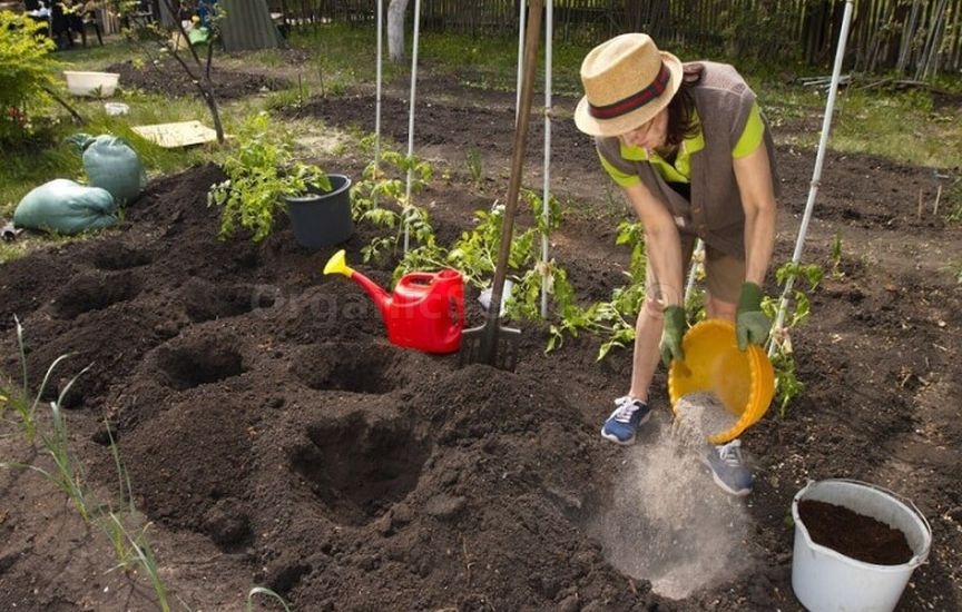 Homemade organic fertilizer: compost, infusions, and ash