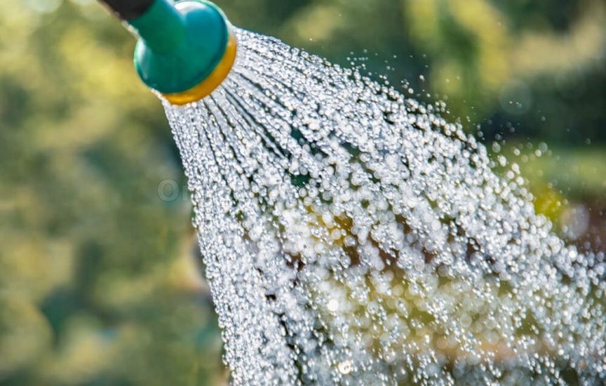 How to protect young seedlings in the first winter How to protect young seedlings in the first winter