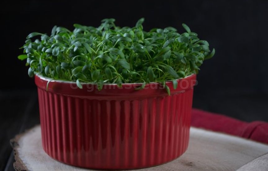 How to grow greens on a Windowsill in winter