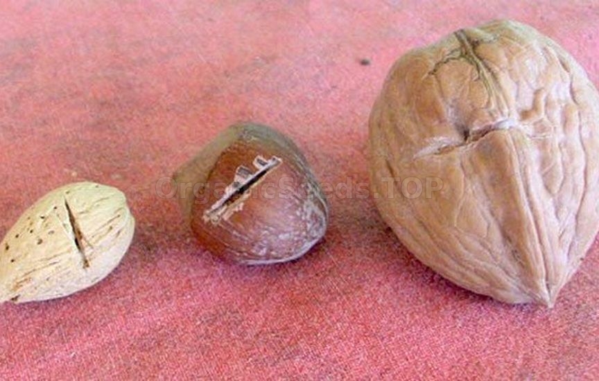 Scarification, impaction and stratification of seeds