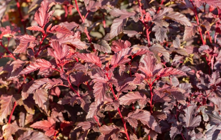 «Kings of Autumn»: 10 Shrubs That Shine at Season’s End
