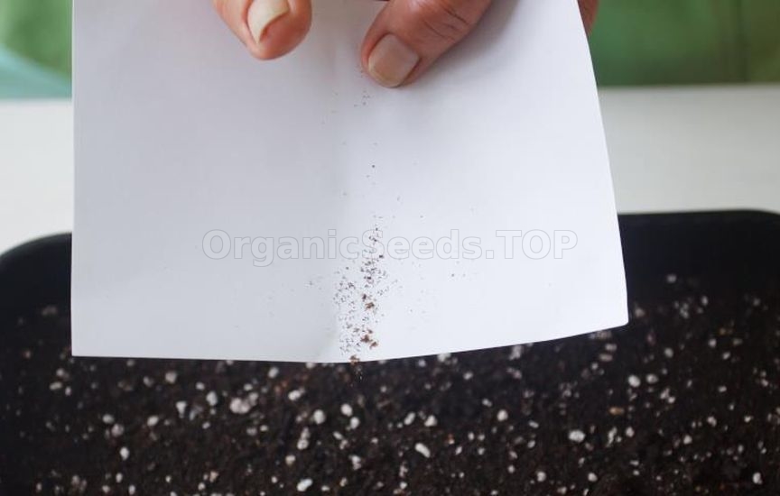 Propagation of spirea by seeds