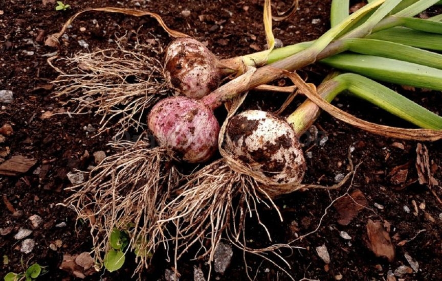 Autumn garlic planting: when, how, which Autumn garlic planting: when, how, which