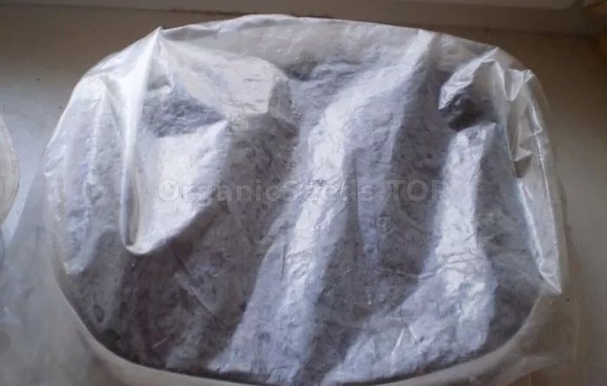 Growing raspberries from seeds at home