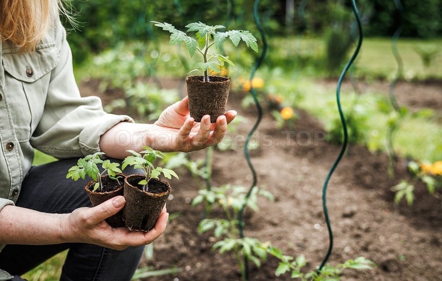 Why seedlings «stand still» after planting and do not grow