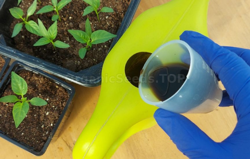 What to do if seedlings stop growing