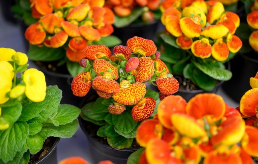 What flowers can be sown for seedlings already in January