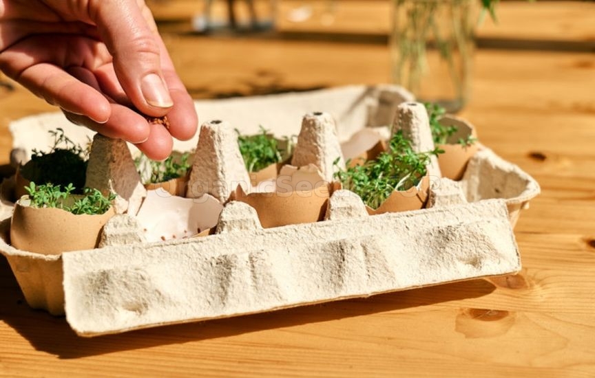 How to properly prepare containers for seedlings