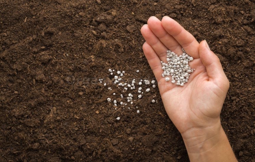 First feedings for vegetables: what, when, and how