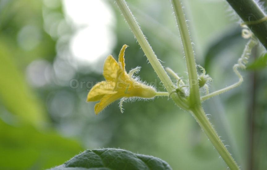 Cucumbers stopped setting fruit: looking for the cause Cucumbers stopped setting fruit: looking for the cause