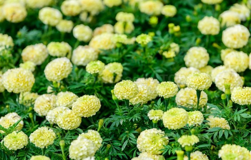 What flowers to sow directly into the ground in April–May