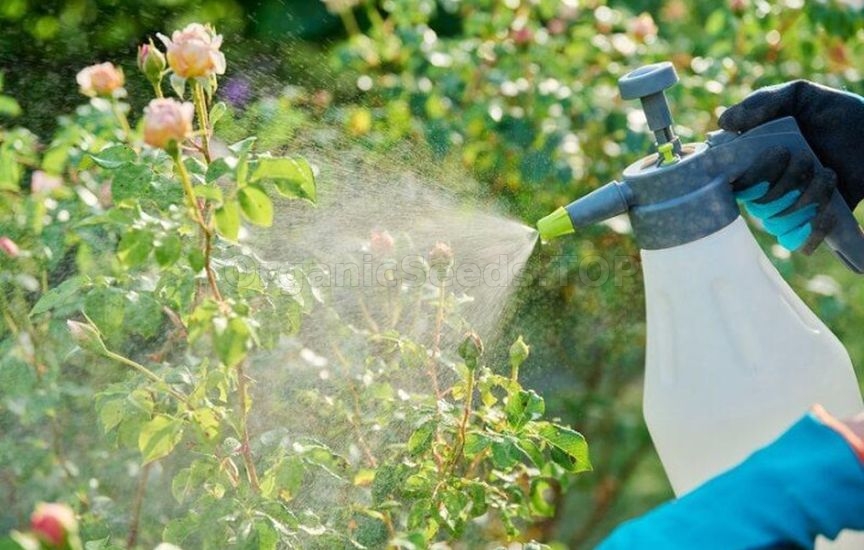 What to feed roses in June for lush blooming