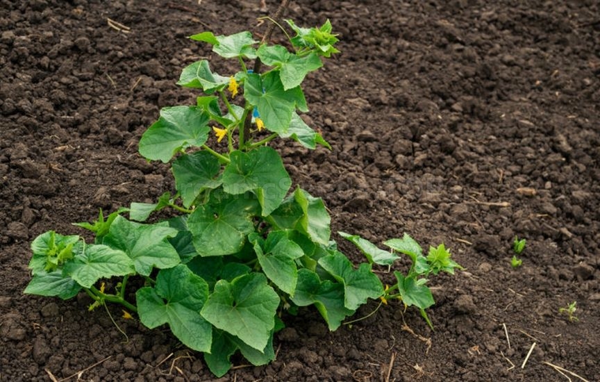 Cucumbers in the greenhouse