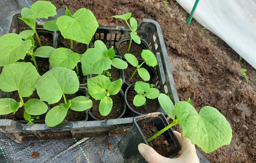 Ideal cucumber seedlings