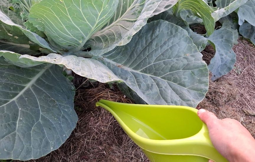 What to feed cabbage in the second half of summer