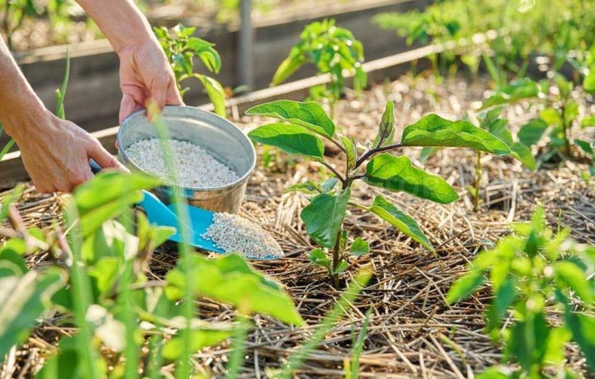 Plant care in raised beds – a summer maintenance schedule