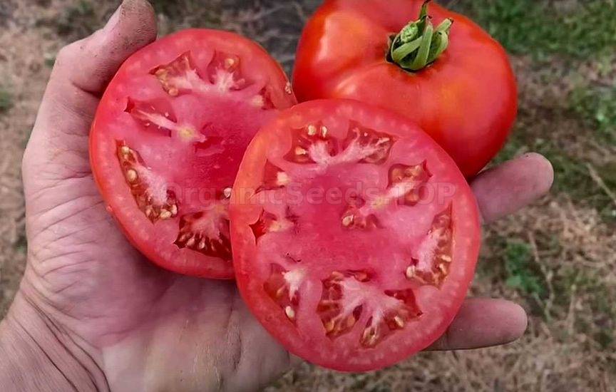 Giant tomato varieties that produce abundantly in both hot and cold weather: the fruits are fleshy and sweet