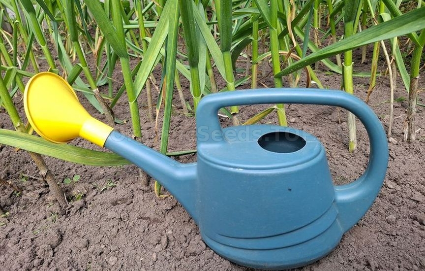 When to stop watering onions and garlic before harvesting