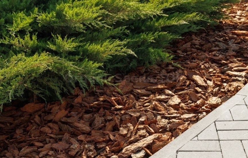 What to mulch flower beds with for winter: peat, compost, bark