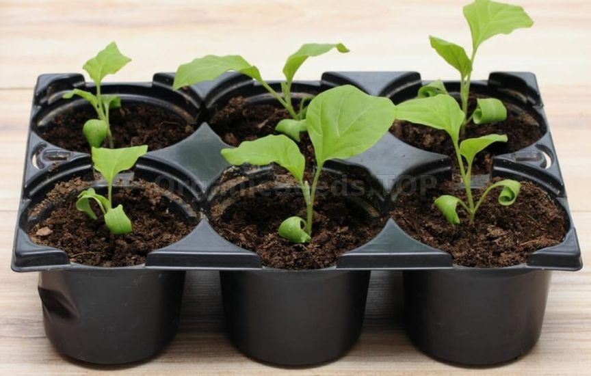 When to start feeding seedlings