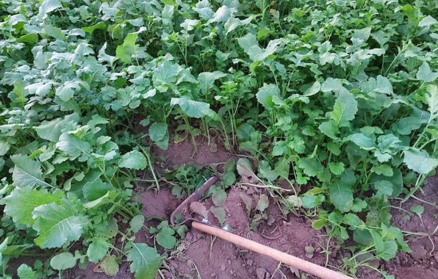 Natural methods of soil restoration