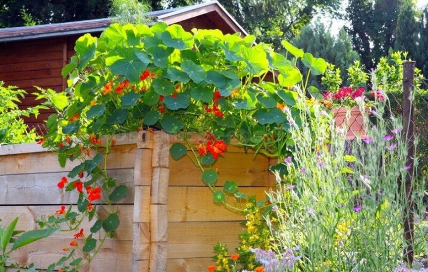 Without «chemicals»: 5 plants that repel pests Without «chemicals»: 5 plants that repel pests