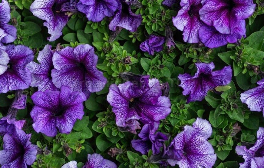 Annuals or perennials: what to choose