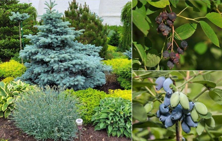 What to plant next to a spruce: fruit and ornamental crops
