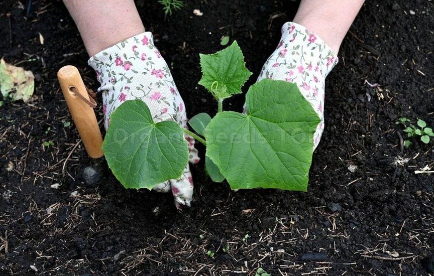 When it is really time, and not according to the «calendar», to plant cucumbers in open ground