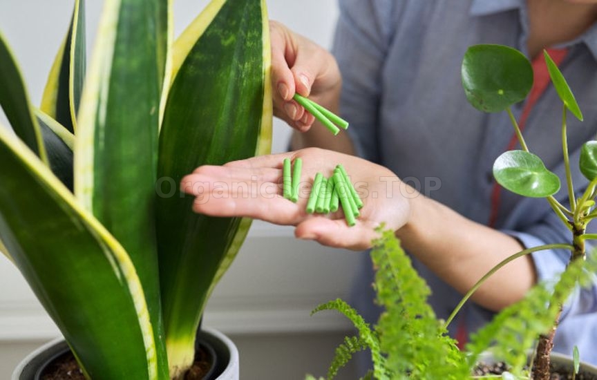 Fertilizers in the form of sticks: use and advantages