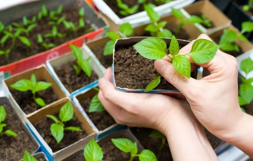 Sowing dates for seedlings: tips for gardeners